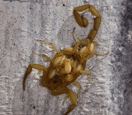 Baby Scorpions