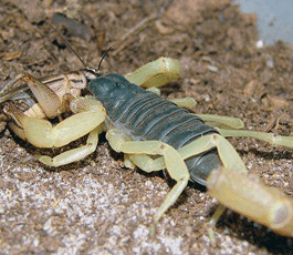 A Scorpion Eating