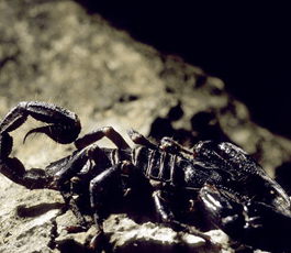 A Black Scorpion